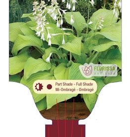 Proven Winners Hosta T Rex 1 gal