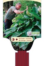 Proven Winners Hosta Empress Wu PW 4inch