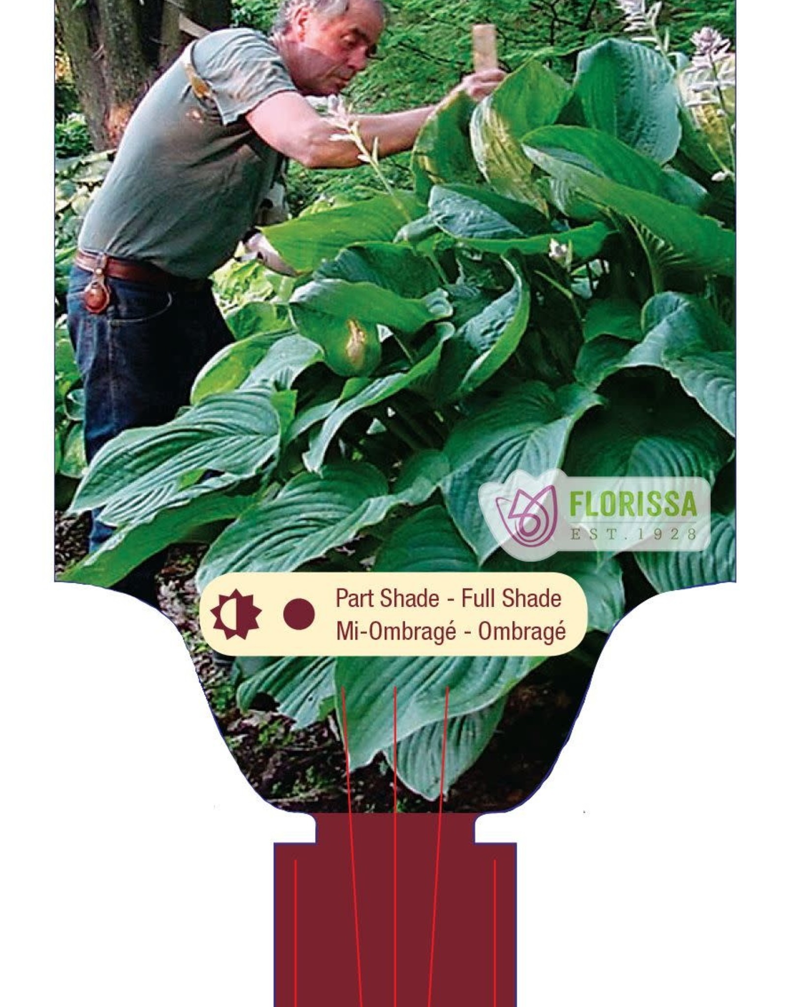 Proven Winners Hosta Empress Wu PW 4inch