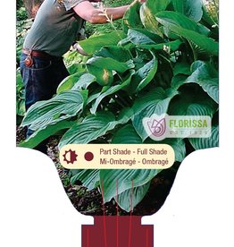 Proven Winners Hosta Empress Wu PW 4inch