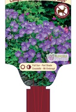 Bellflower - Campanula - Blue Clips 1gal