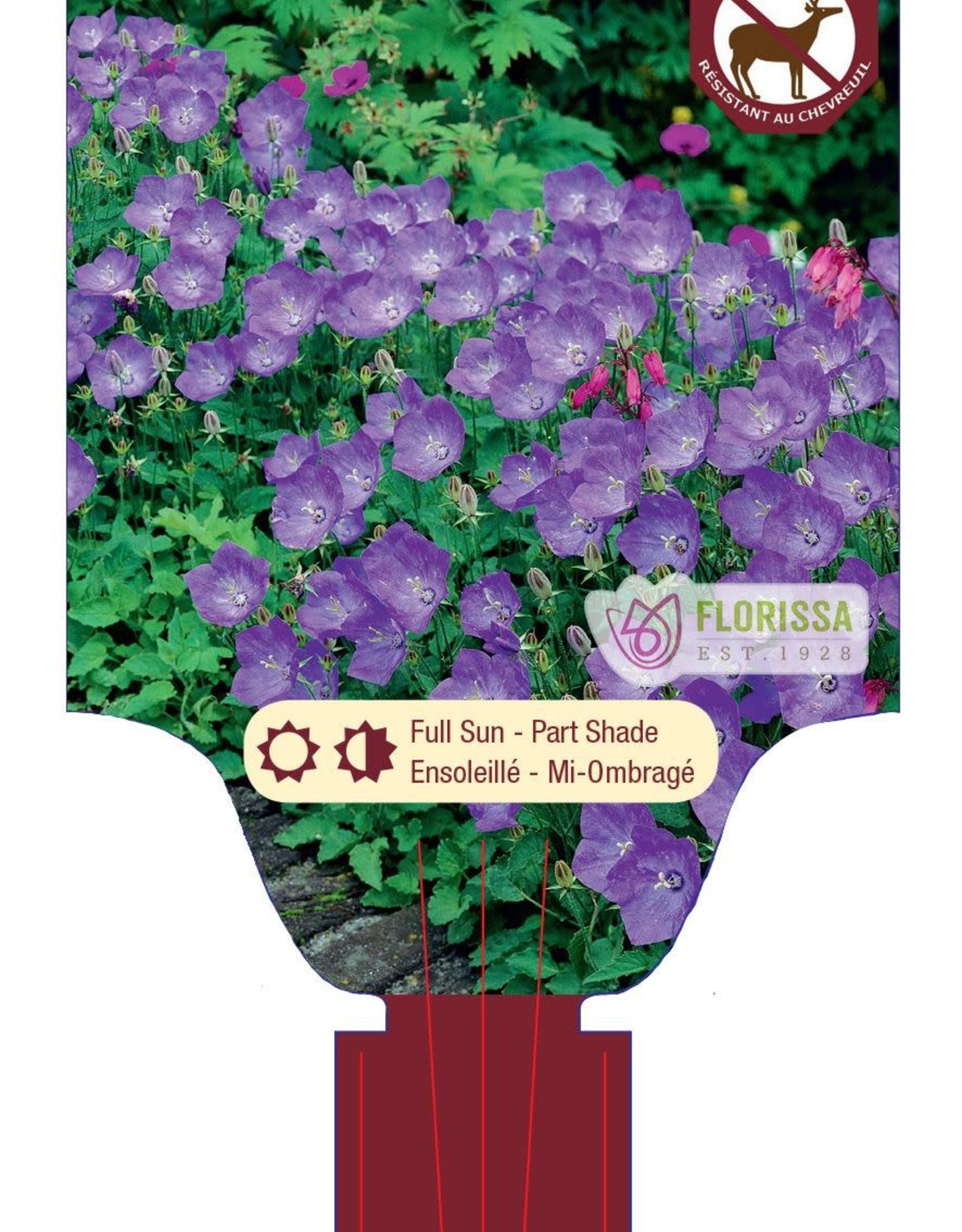 Bellflower - Campanula - Blue Clips 1gal