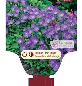 Bellflower - Campanula - Blue Clips 1gal