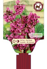 Bergenia Cordifolia 1gal