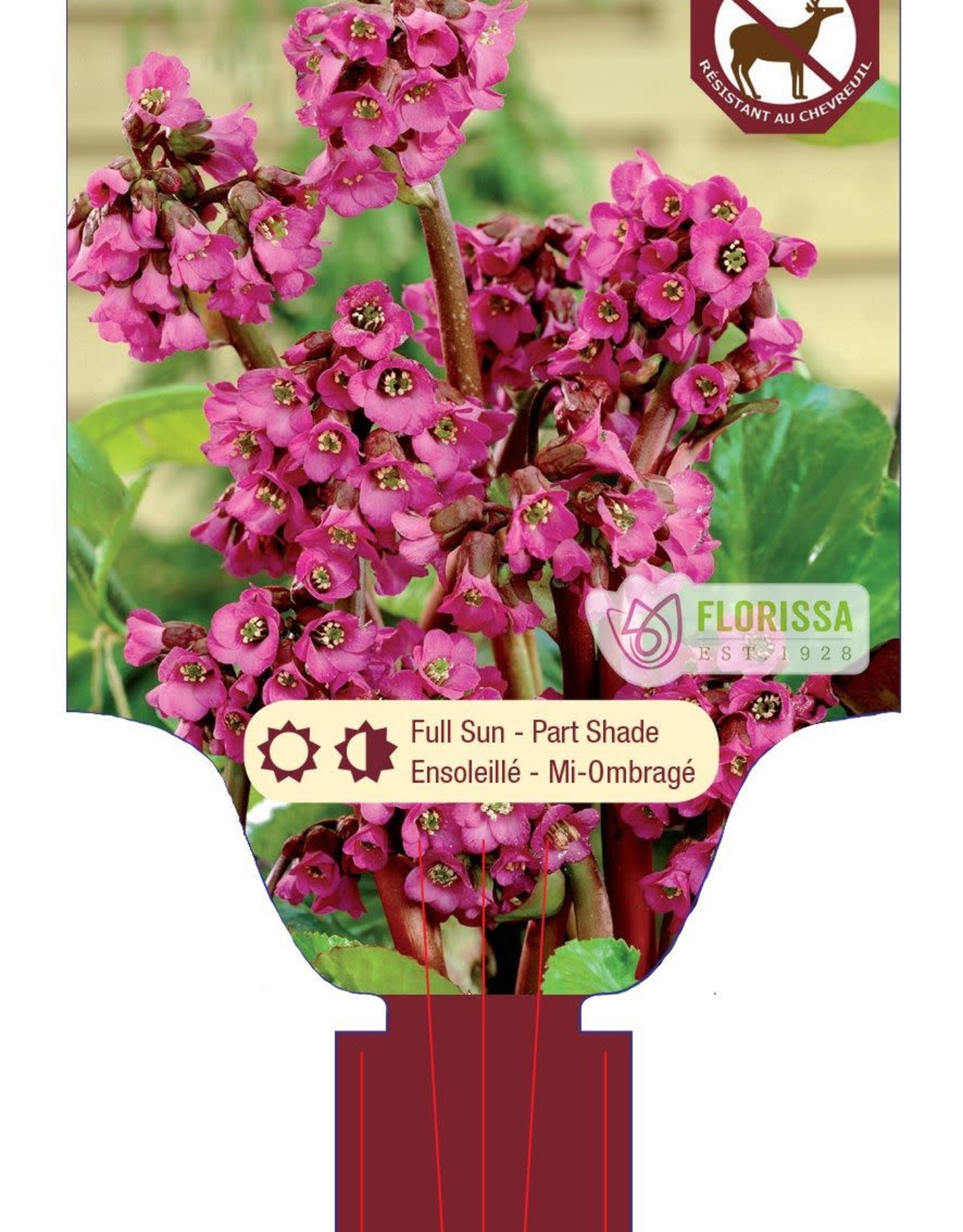 Bergenia Cordifolia 1gal
