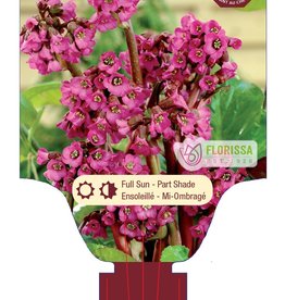 Bergenia Cordifolia 1gal