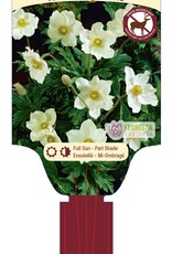 Anemone Sylvestris 1gal