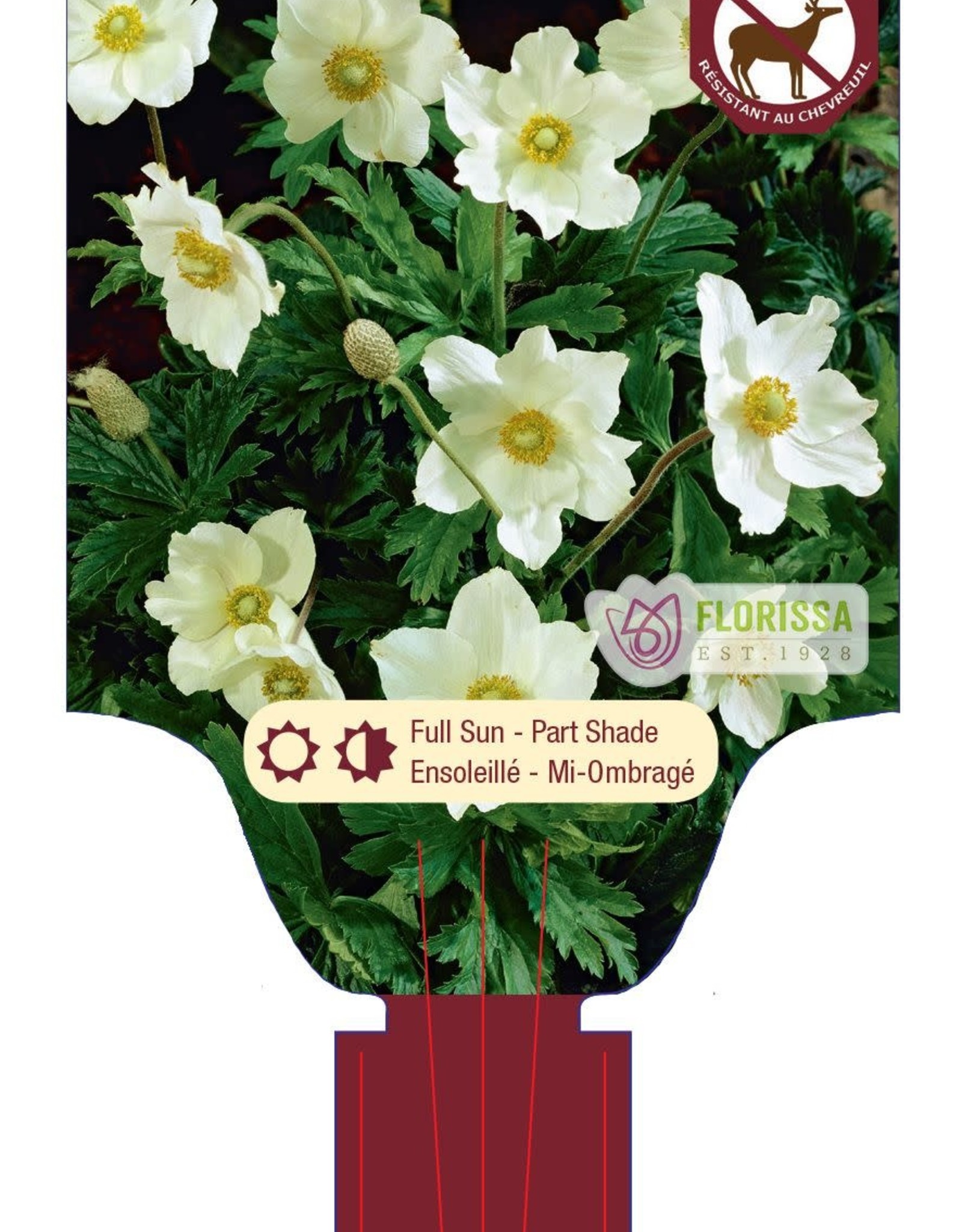 Anemone Sylvestris 1gal