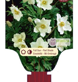 Anemone Sylvestris 1gal