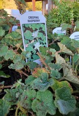 Rubus calycinoides - Creeping Raspberry 4inch