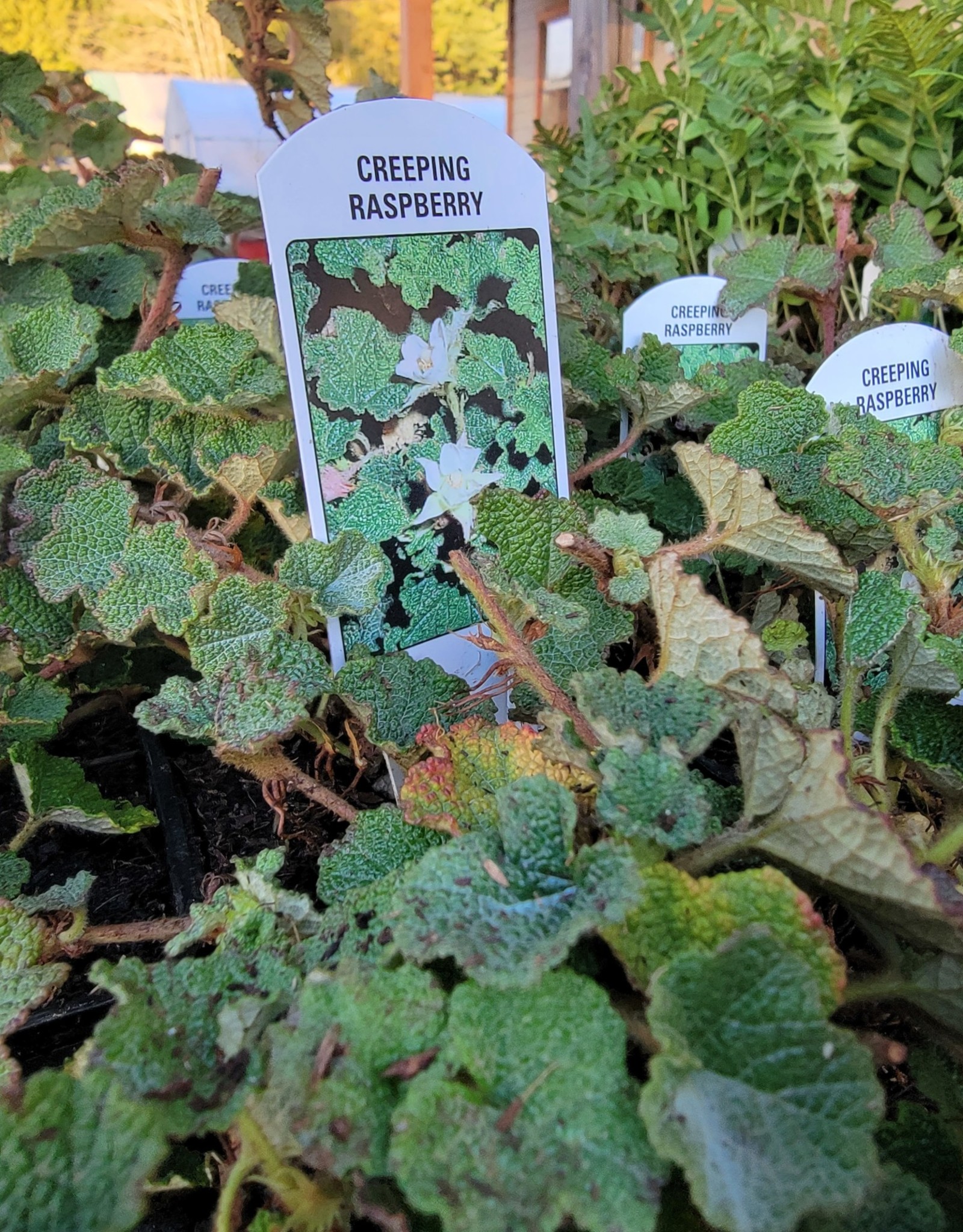 Rubus calycinoides - Creeping Raspberry 4inch