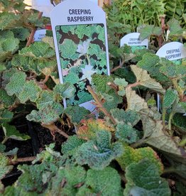 Rubus calycinoides - Creeping Raspberry 4 inch