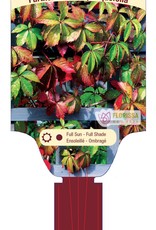 Virginia Creeper 1gal