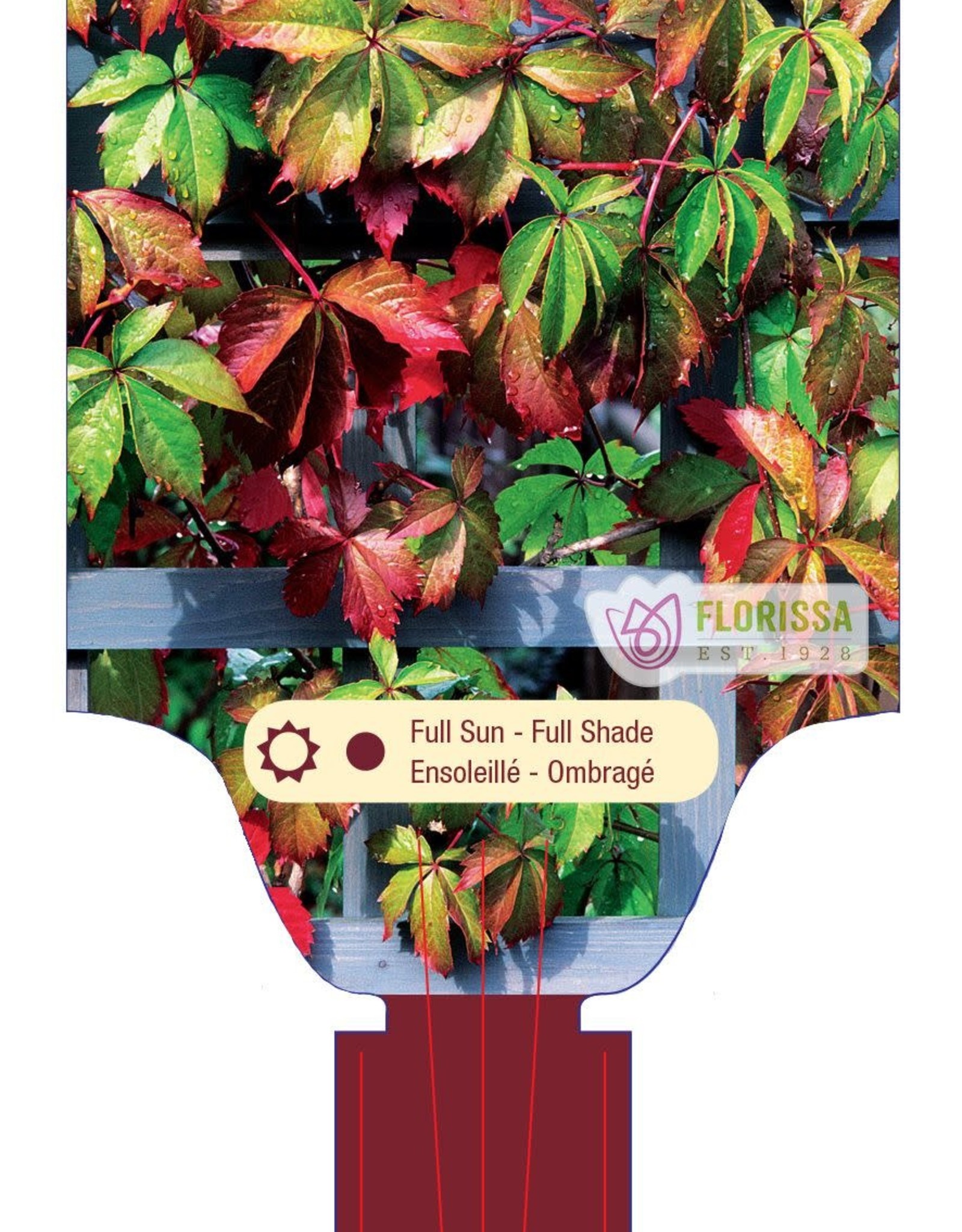 Virginia Creeper 1gal