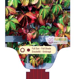 Virginia Creeper 1gal