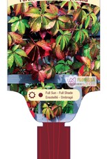 Clearview Virginia Creeper 1 gal