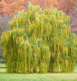 Salix - Weeping Willow - Golden Curls