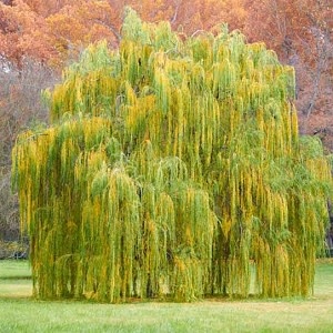 Curly willow adds shade, visual interest to the garden – Redlands Daily  Facts