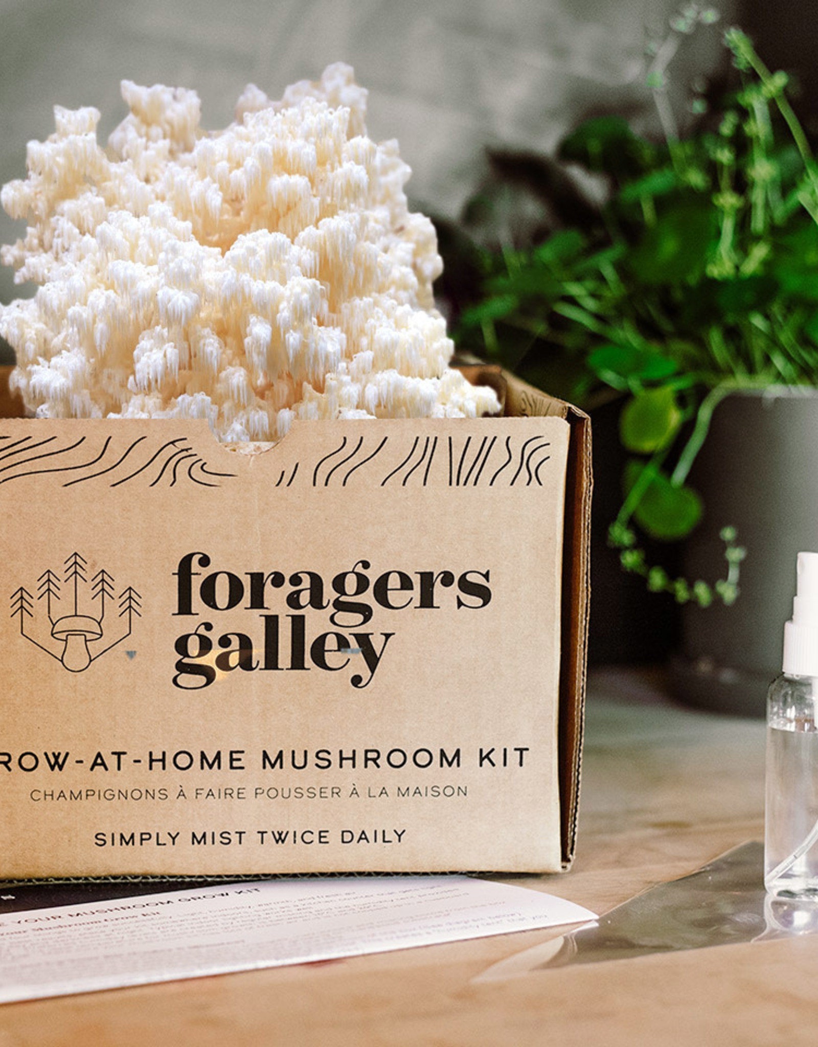 Mushroom Growing- Bear's Head Tooth Grow Kit