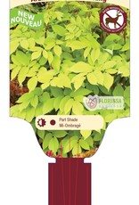Aralia Cordata Sun King 1gal