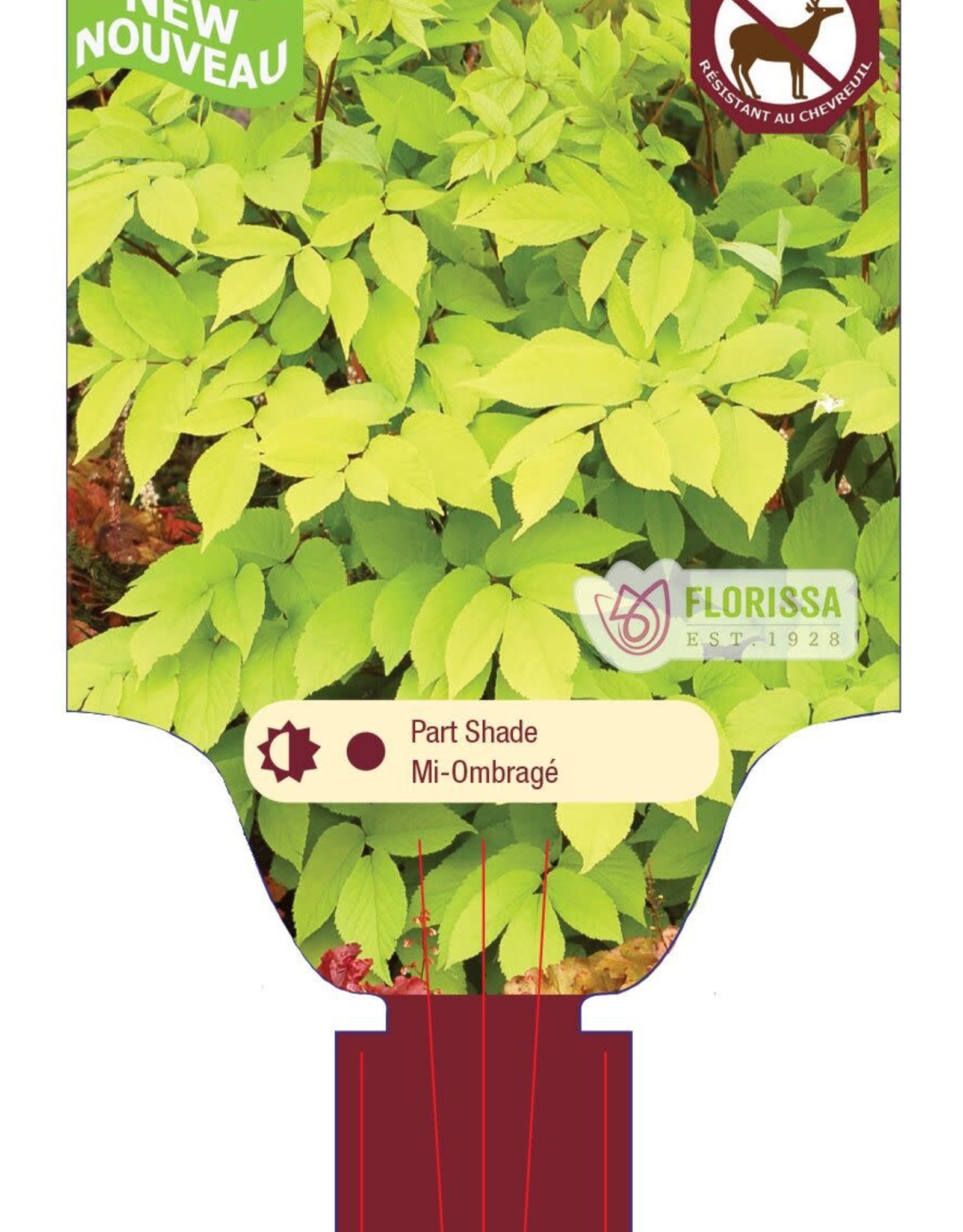 Aralia Cordata Sun King 1gal