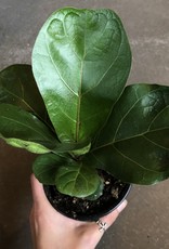 Fiddle Leaf Fig- Ficus Lyrata 4  inch