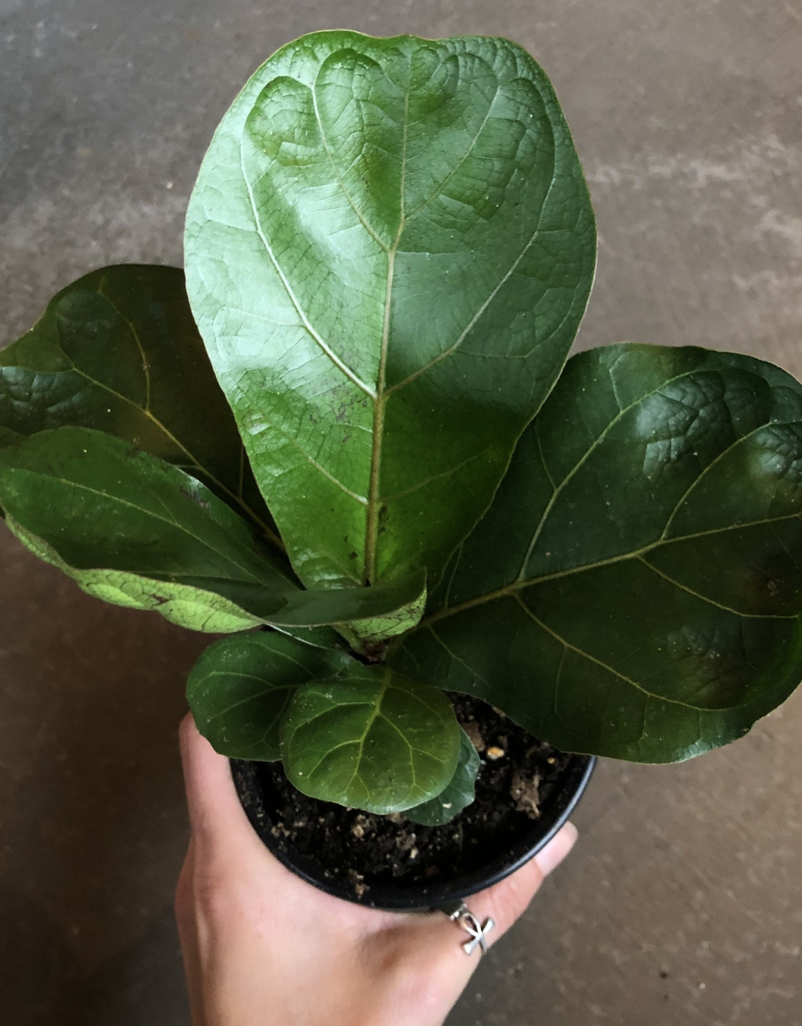 Fiddle Leaf Fig- Ficus Lyrata 4  inch