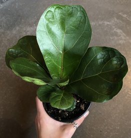 Fiddle Leaf Fig- Ficus Lyrata 4  inch