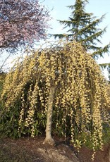 Salix - Weeping Willow Kilmarnock 5 gal