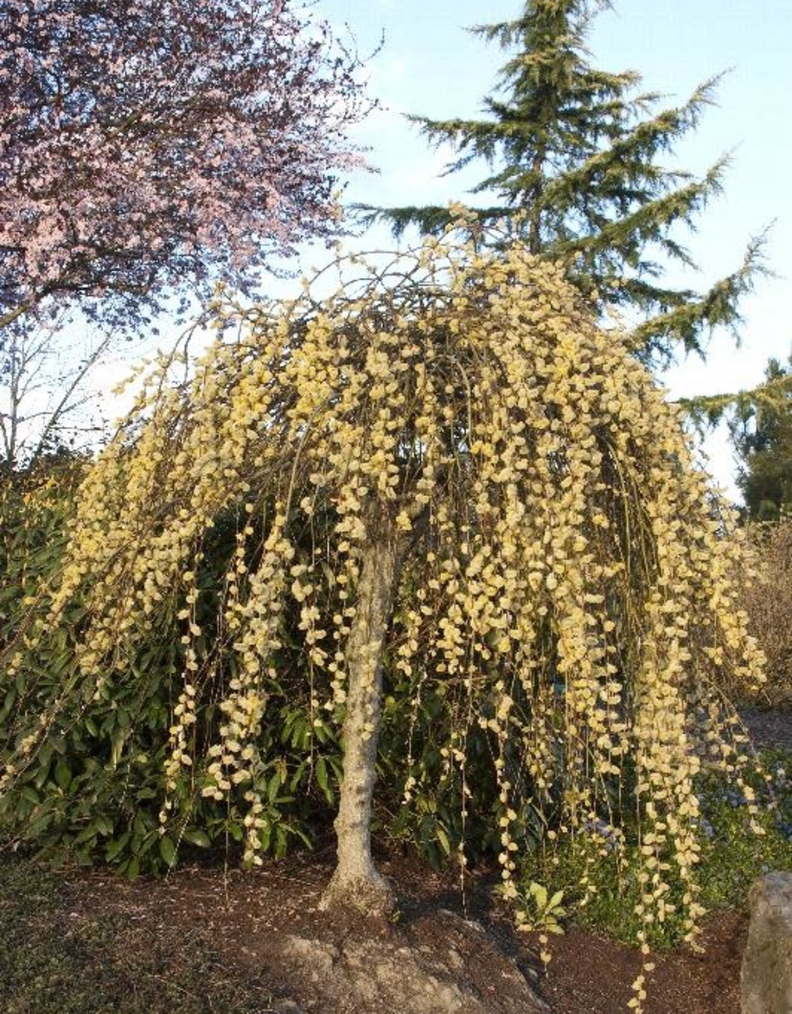 Salix - Weeping Willow Kilmarnock 5 gal