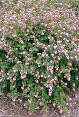 Proven Winners Coralberry Proud Berry- Symphoricarpos 2 gal