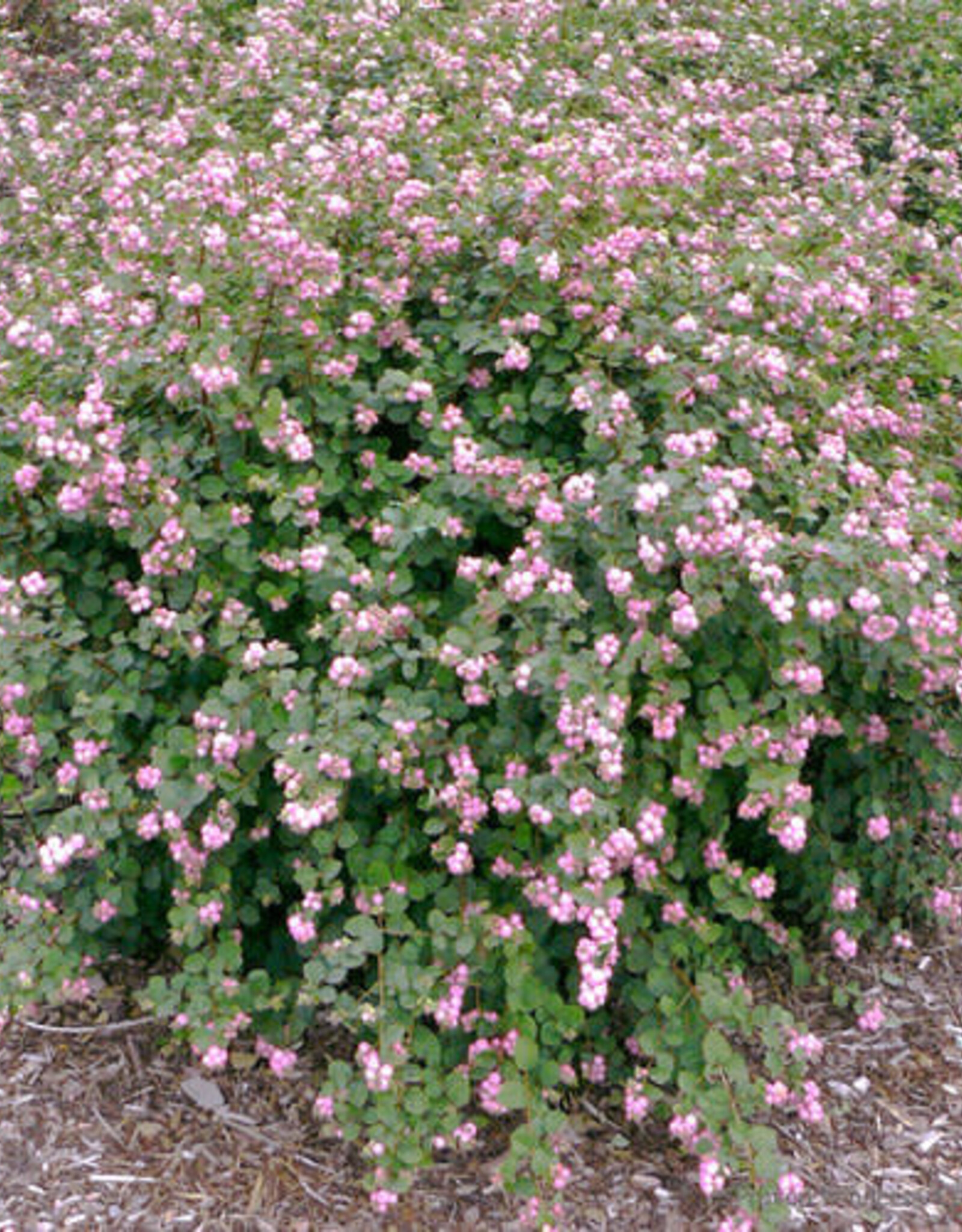 Proven Winners Coralberry Proud Berry- Symphoricarpos 2 gal