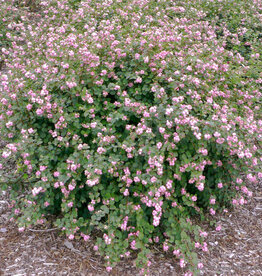 Proven Winners Coralberry Proud Berry- Symphoricarpos 2 gal