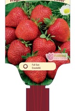 Strawberry June Bearing Eversweet - Package of 25