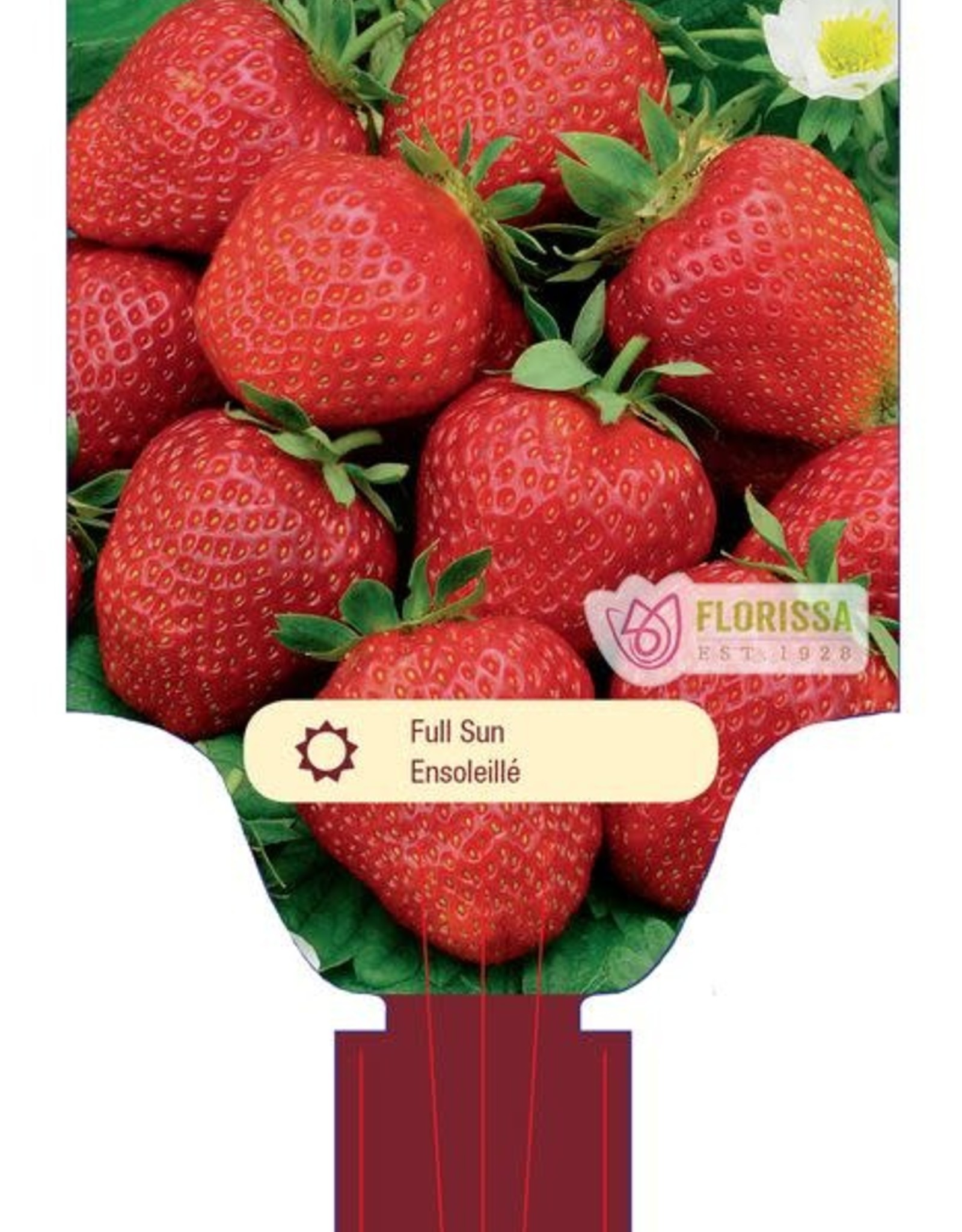 Strawberry June Bearing Eversweet - Package of 25