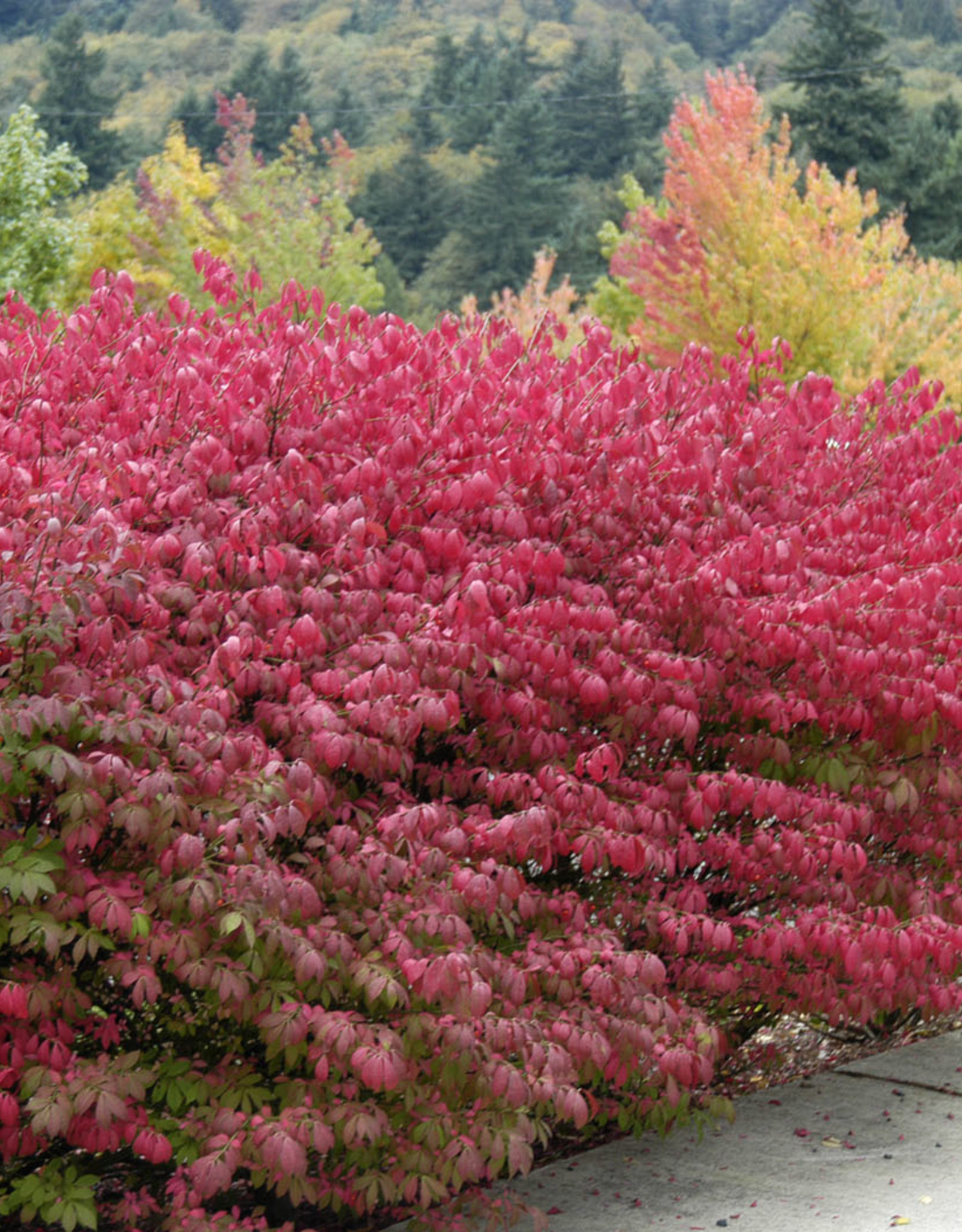 Burning Bush - Euonymus - Compacta