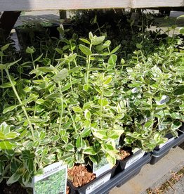 Euonymus Emerald Gaiety 4 inch