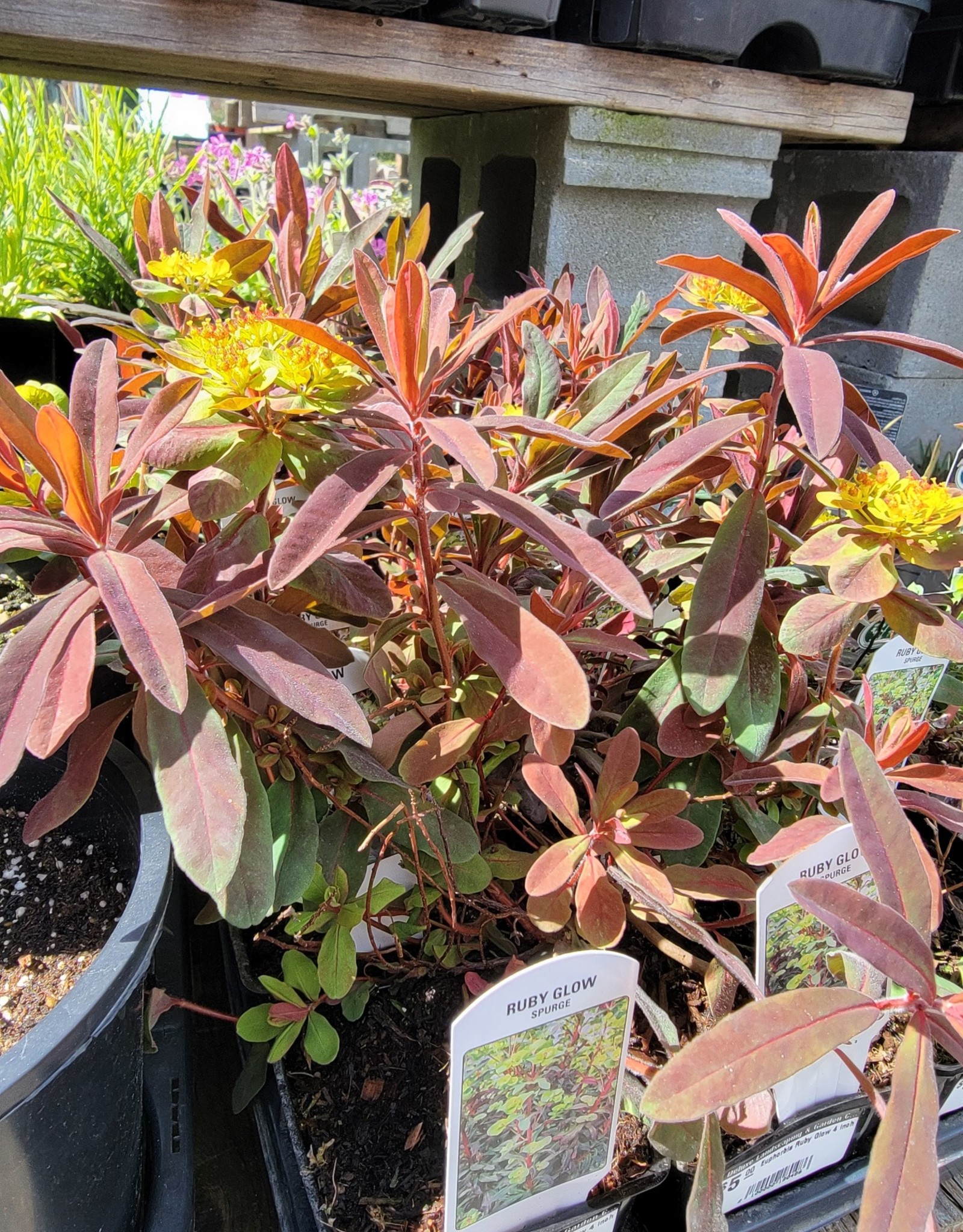 Euphorbia Ruby Glow 4 inch