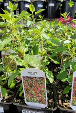 Sage - Salvia - Hot Lips 4inch