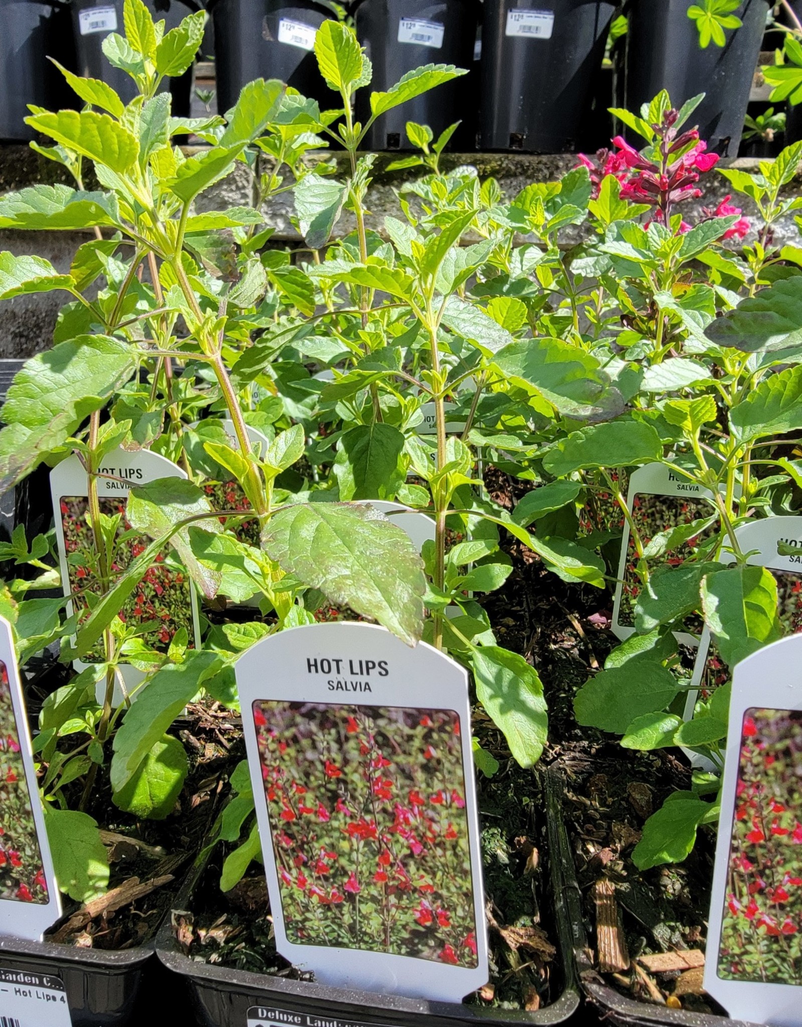 Sage - Salvia - Hot Lips 4inch