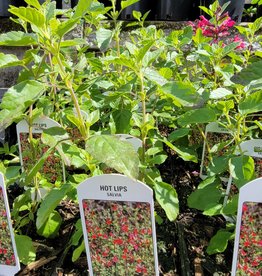 Sage - Salvia - Hot Lips 4inch