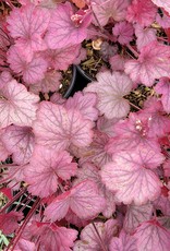 Coral bells - Heuchera - Rose Granita  1 gal