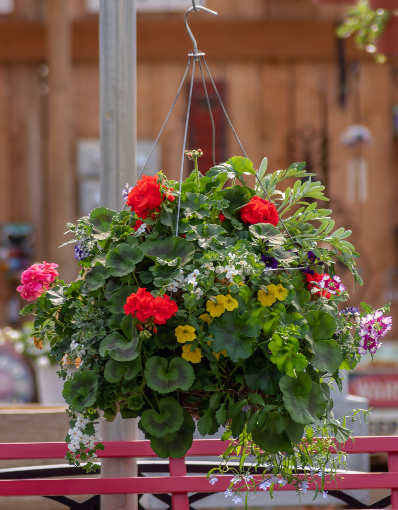 Moss Hanging Basket Mixed 14 inch