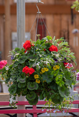 Moss Hanging Basket Mixed 16 Inch