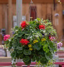 Moss Hanging Basket Mixed 16 Inch