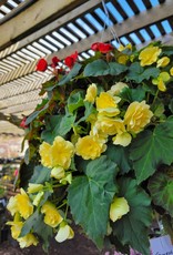 Moss Hanging Basket Solenia Begonia 14 inch
