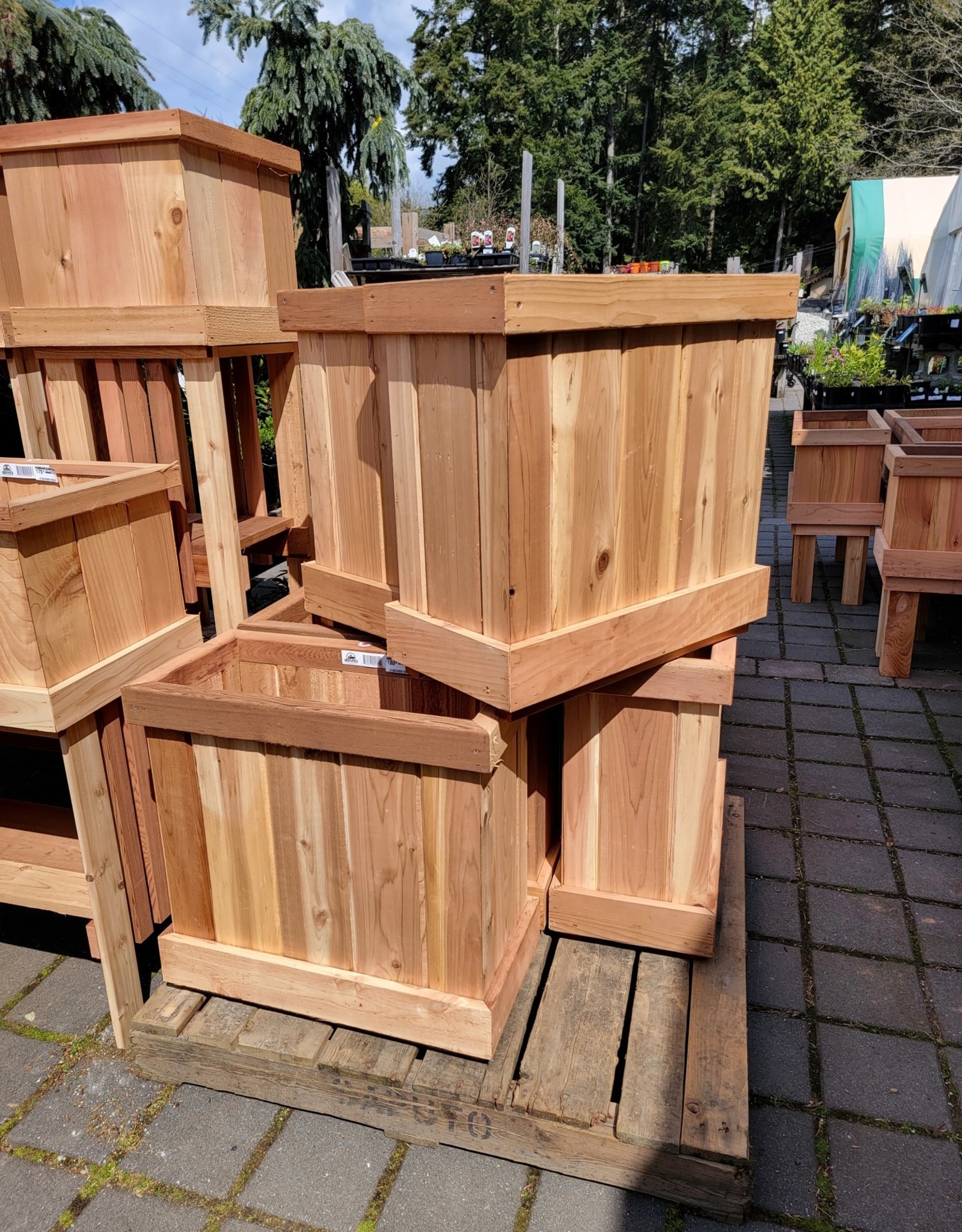 Deep Cedar Boxes 24 x 12 x 23
