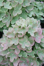 Proven Winners Hydrangea Little Lime
