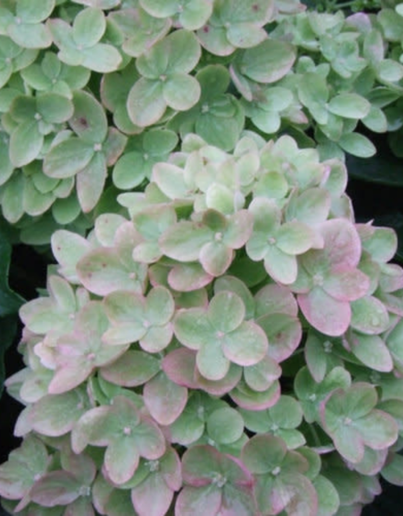 Proven Winners Hydrangea Little Lime