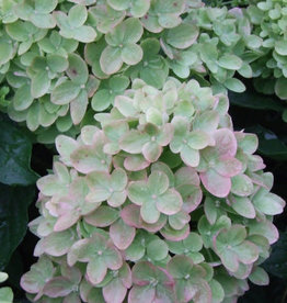 Proven Winners Hydrangea Little Lime